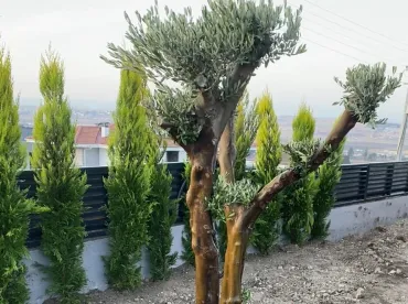 Çifteler Bitkisel Peyzaj
